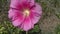 Malva, or Prosvirnik is a genius of herbaceous plants of the Malvaceae family, the type genus of this family.