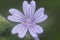 Malva sylvestris common mallow wood mallow tree mallow and high mallow purple flower very common in nitrogen fields in Spain