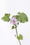 Malva Sylvestris With Lilac Flower