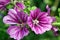 Malva sylvestris with rain drops