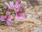 Malva sylvestris - spontaneous flower of the Tuscan mountains