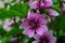 Malva Sylvestris Zebrina or Zebra Hollyhock is vigorous plant with showy flowers of bright mauve-purple with dark veins