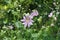 Malva thuringiaca (Lavatera thuringiaca) blooms in the wild