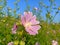 Malva thuringiaca syn. Lavatera thuringiaca, the garden tree-mallow, is a species of flowering plant in the mallow family Malvac