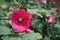 Malvaceae, Alcea Rosea, common hollyhock flowers