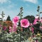 Malvaceae, Alcea Rosea, common hollyhock flowers