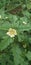 Malvastrum coromandelianum cute flower back green leaf garden flower