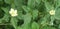 Malvastrum coromandelianum false mallow flower and green leaf back