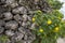 Malvastrum coromandelianum flowers