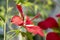 Malvaviscus arboreus red flowers in bloom, ornamental tropical flowering shrub