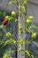 Malvaviscus arboreus red flowers in bloom, ornamental tropical flowering shrub
