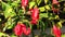 Malvaviscus penduliflorus, turk\\\'s cap mallow, wax mallow, sleeping hibiscus flower.