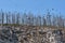 Malyy Kyltygey island of Lake Baikal, Russia. Close-up. Nesting place for cormorants. Dead trees.