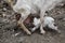 Mama and Baby Goats Feeding