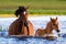 Mama and Baby horses walking in lake