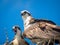 Mama and baby osprey