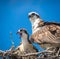 Mama and baby osprey