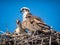 Mama and baby osprey