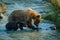 Mama bear with her little cub fishing in Chilkat river in Haines, Alaska, US