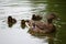 Mama Duck with Baby Ducks