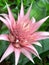 Mama Exotic Bromeliad Flower Plant