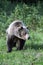 Mama Grizzly in the Kananaskis Country of the Canadian Rockies