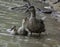 Mama mallard and ducklings