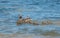 Mama Mallard and Seven Ducklings Swimming in Clear Water