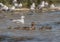 Mama Mallard and Seven Ducklings Swimming Near Gulls