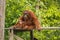 Mama Orangutan with baby in her arms thinking (Indonesia)