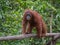 Mama Orangutan with baby in her arms thinking Indonesia