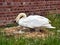 Mama Swan Nesting Along The River Exe