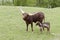 Mama Watusi with Her Spotted Calf
