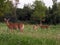 Mama White Tail deer and two fawns browse for dinner