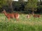 Mama White Tail deer with two fawns watching camera