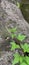 Maman lanang or Cleome rutidosperma is a weed plant. Close up view during the day