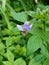 Maman lanang purple flower Cleome rutidosperma blooms beautifully among the garden grass