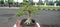 Mame-sized Premna Microphylla bonsai