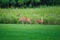 Mamma White-Tailed Deer Doe and a Fawn on the Grass in Front of Prairie Wildflowers