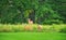 Mamma White-Tailed Deer Doe and Two Fawns on the Grass in Front of Prairie Wildflowers