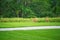 Mamma White-Tailed Deer Doe and Two Fawns on the Grass in Front of Prairie Wildflowers