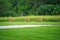 Mamma White-Tailed Deer Doe and Two Fawns on the Grass in Front of Prairie Wildflowers