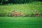 Mamma White-Tailed Deer Doe and Two Fawns on the Grass in Front of Prairie Wildflowers