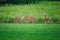 Mamma White-Tailed Deer Doe and Two Fawns on the Grass in Front of Prairie Wildflowers