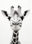 Mammal africa wildlife nature white neck giraffe animals tall head portrait