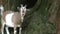 Mammal Animal Goat in Zoo