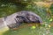 Mammal animal gray tapir swims in the river