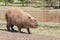 Mammal called Capybara walking across the street and grass