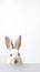 Mammal domestic rabbit bunny cute easter pets background fur white furry animal fluffy sitting