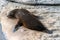 A mammal female sea lion drying on the rocks in Kangaroo Island